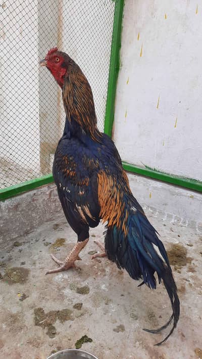 Healthy Murghon For Sale – Active & Strong Birds 