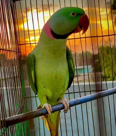 raw parrot