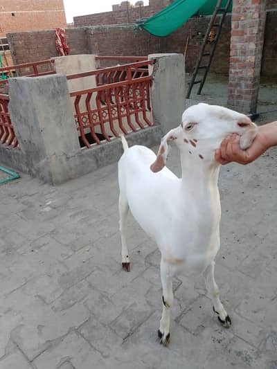 goats