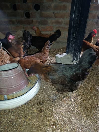 Egg Laying Hens