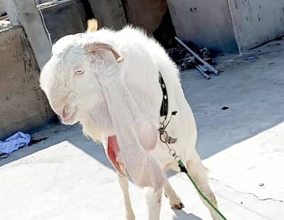 gulabi breeder bakra
