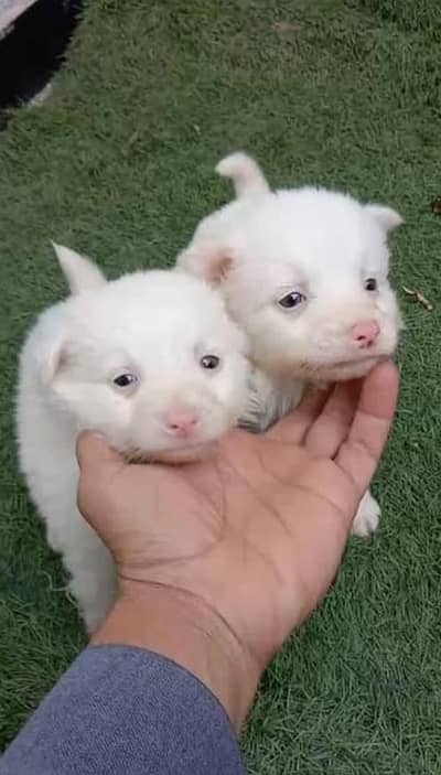 m Salle Russian male puppy