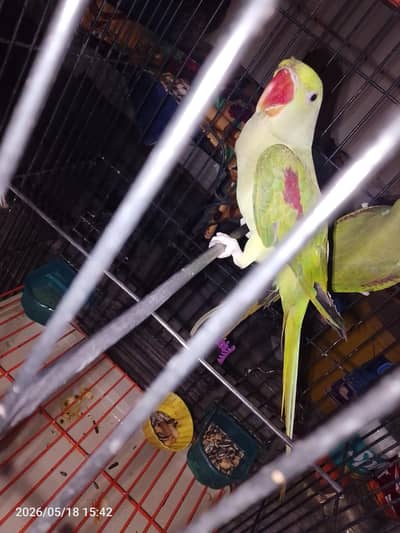 raw parrots o bite m for sale 03054636833