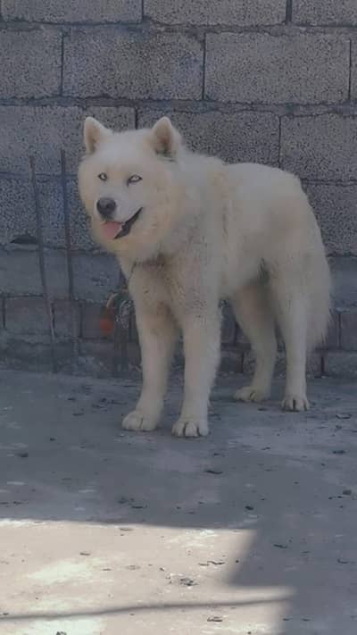 Exchange with German shepherd female