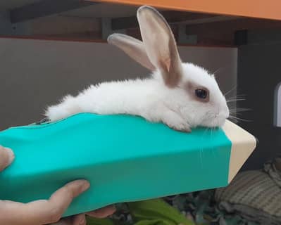 Home Raised Clean Female Rabbit
