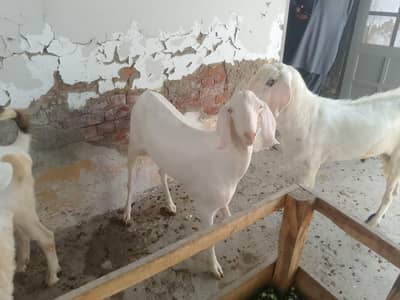 عیدالاضحیٰ کے لیے قربانی کے خوبصورت بکرے دستیاب