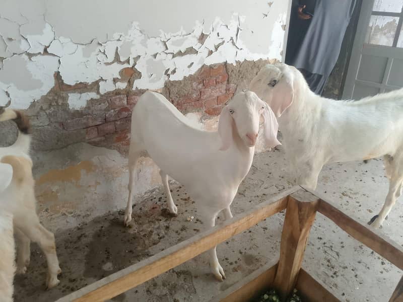 عیدالاضحیٰ کے لیے قربانی کے خوبصورت بکرے دستیاب 0