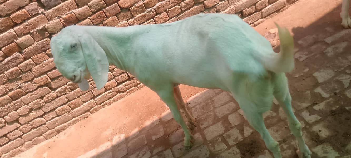 عیدالاضحیٰ کے لیے قربانی کے خوبصورت بکرے دستیاب 2
