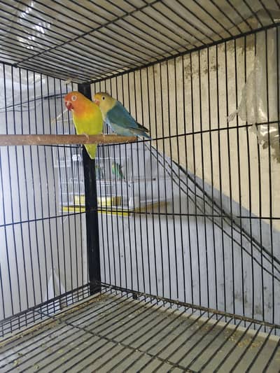 different mutation love birds pair available sweet price