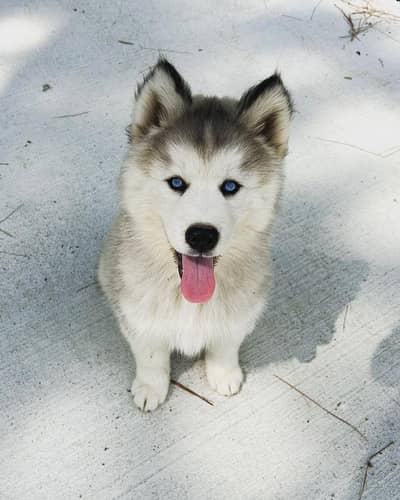 Puppies for Sale 03244911352 WhatsApp