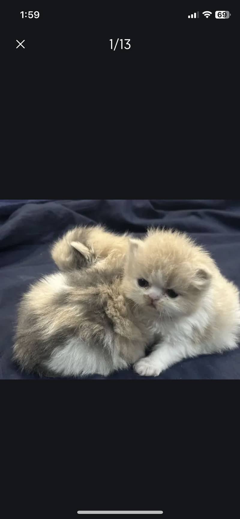 Punch face cat 0