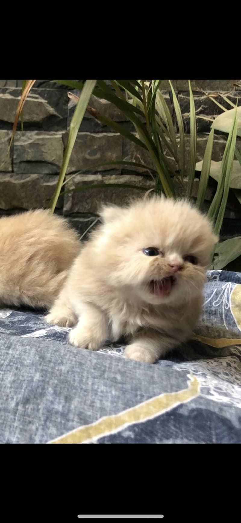 Punch face cat 7