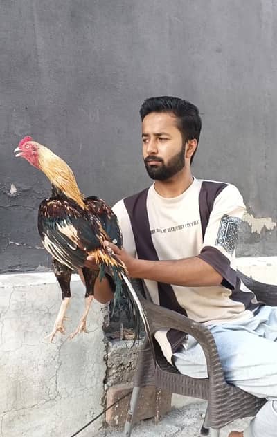 Aseel Mehdi Jawa For Sale