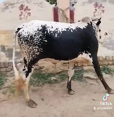 Qurbani bail for sale