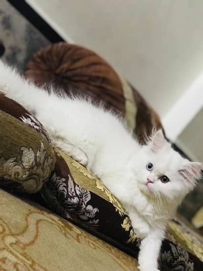 Persian Cat Pair