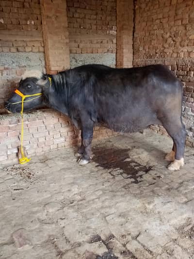 khata