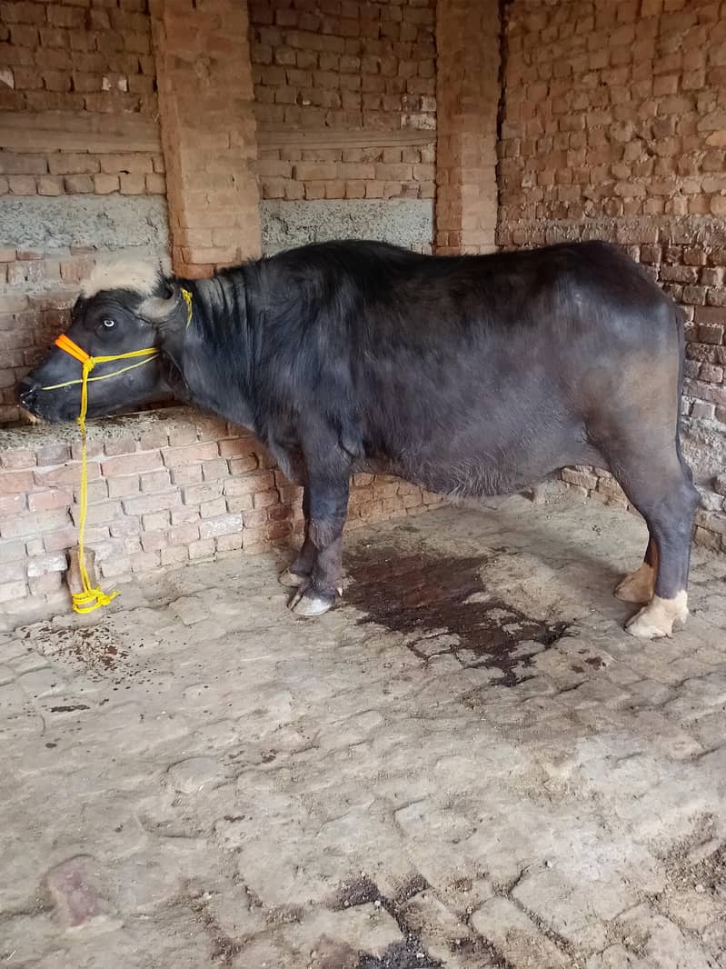 khata 0