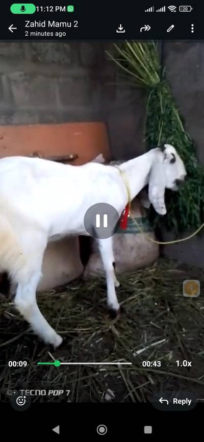 Bakra 2 daant