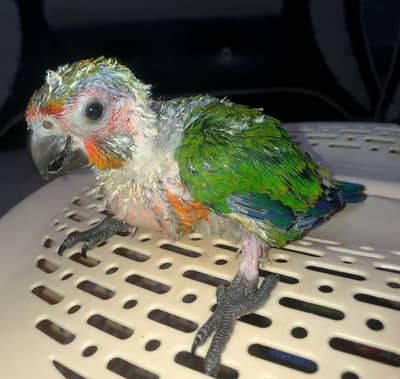 jhanda conure English breed
