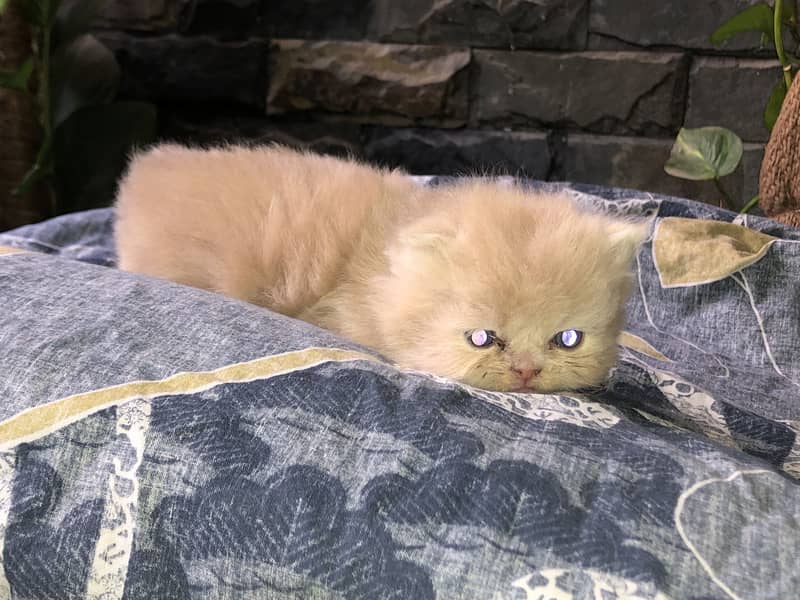 Punch face cat 8