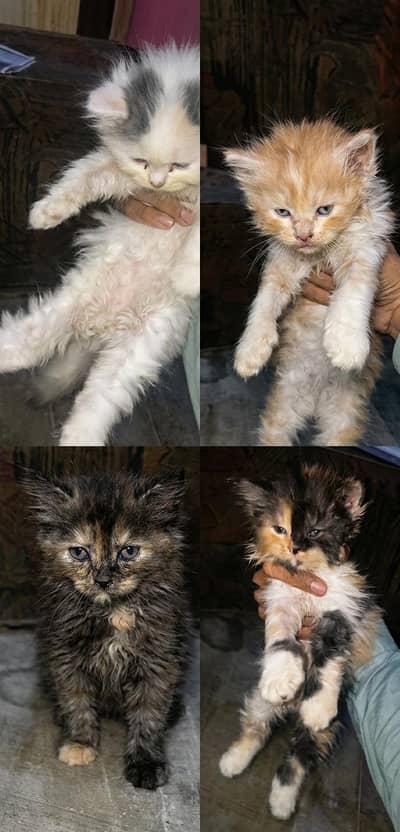 Triple Coat Persian Kittens | Cute, Healthy & Active