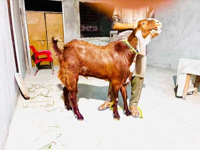beautiful bakra for qurbani