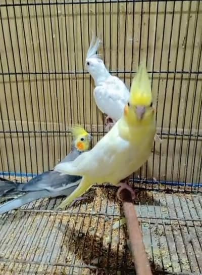 Confirm Breeder pairs available
