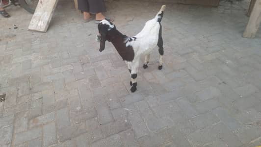 jorri 3.5 months k sath sale karnay hain