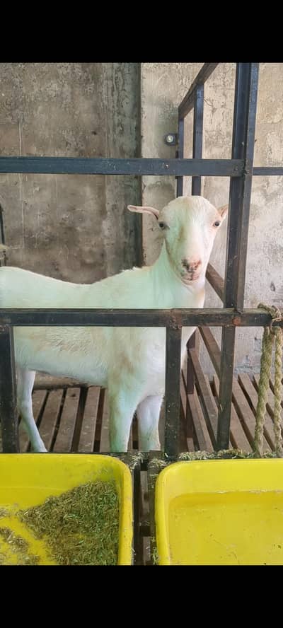 2 Dant Tedda Qulabi Bakra