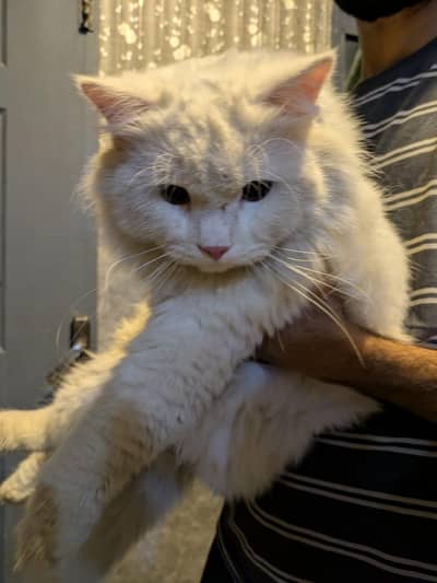 Persian cat male