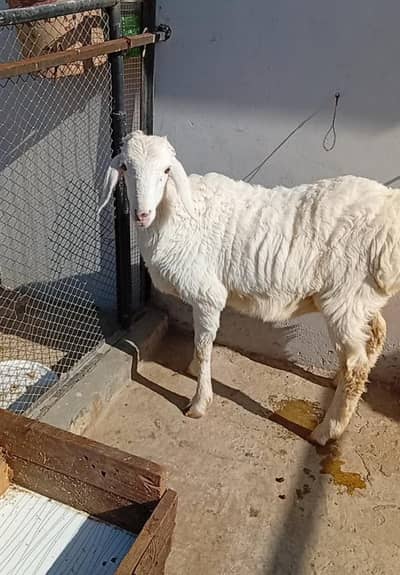 2 male sheep/dumba