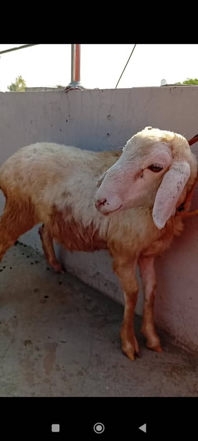 Male sheep/dumba