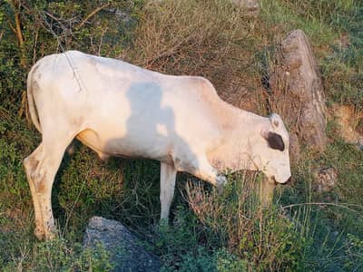 Bull for sale