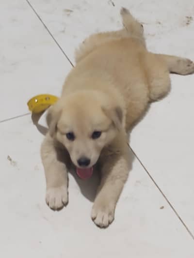 Golden retriever puppy