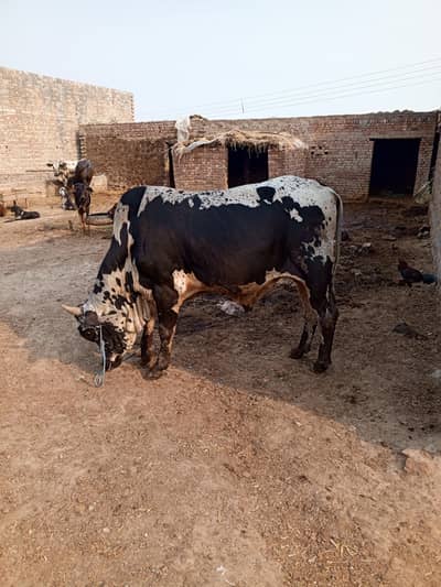 Alipur chatha, wazirabad, Gujranwala, hafizabad k log rabta karyn