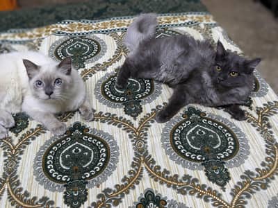 kittens for sale