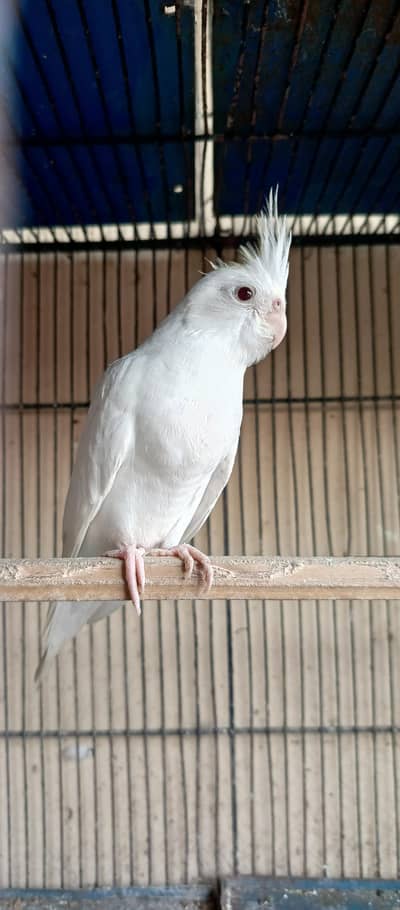 cockatiel ino grey