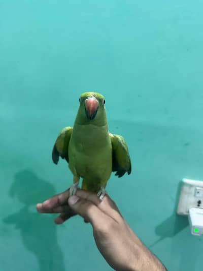 Ringneck Baby for sale