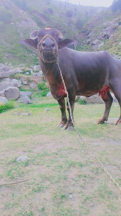 Qurbani