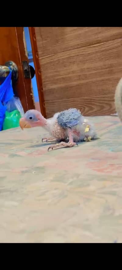 raw chick / pineapple/ yellow sided cunure hand tame chicks