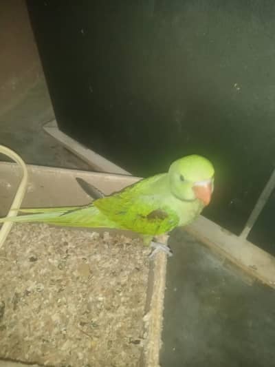 Green Alexandrine Parrot Hand Tame