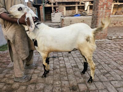 Qurbani Bakra | Desi Goats | Sheeps | Bakra | Chatra | Qurbani 2026