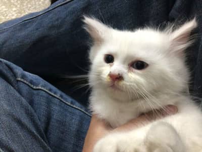 Odd eyes double coated persian kitten
