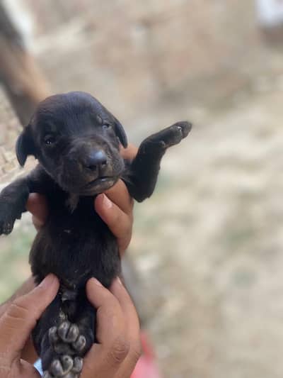 British labrador puppies for sale