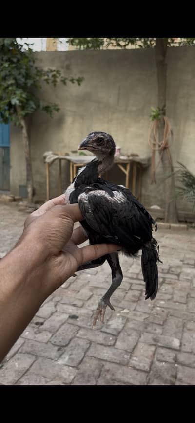 Aseel chicks