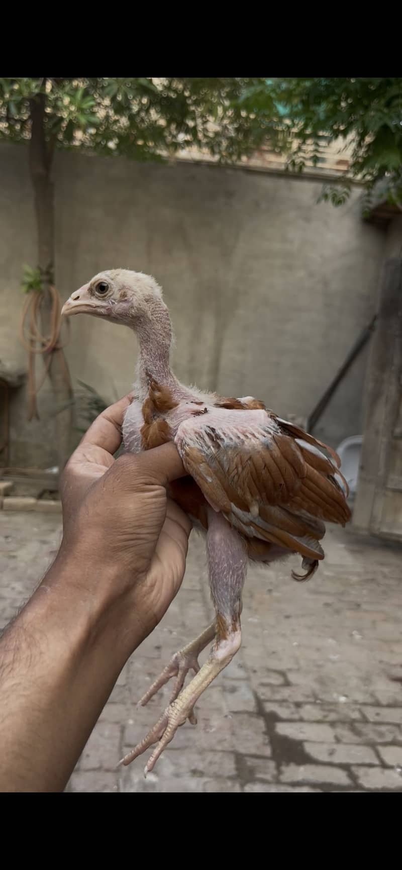 Aseel chicks 1