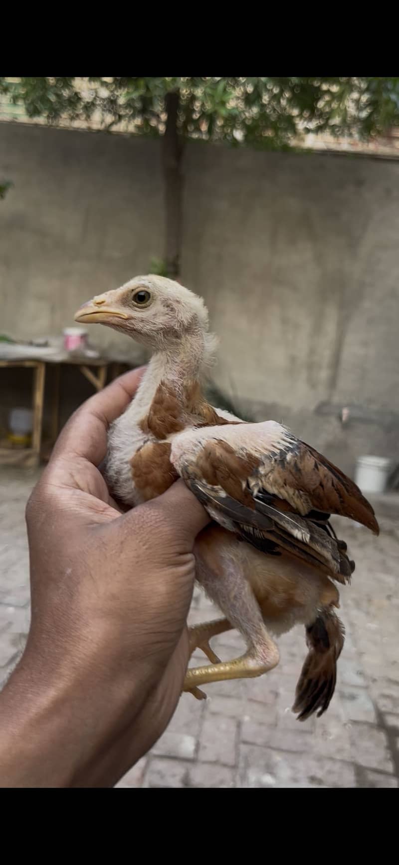 Aseel chicks 2