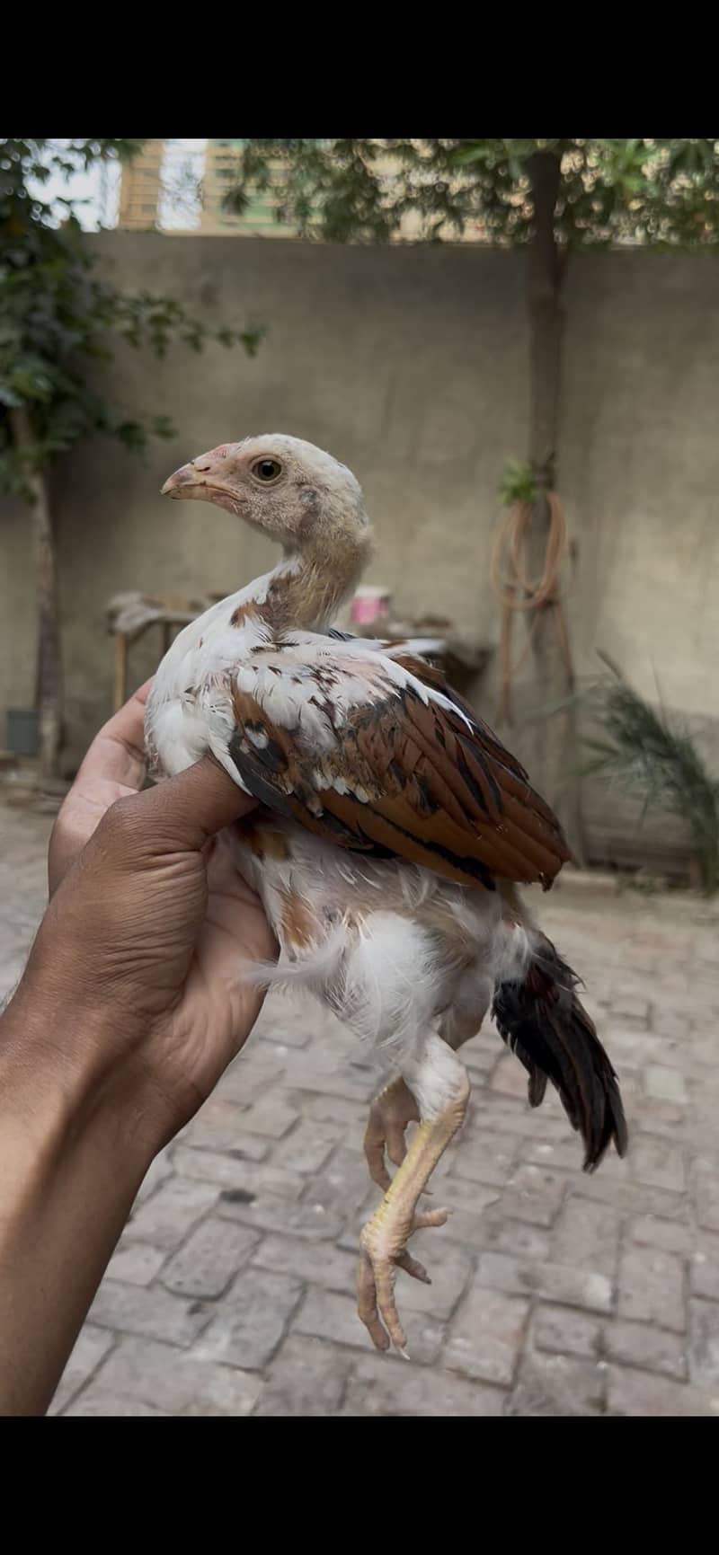 Aseel chicks 3