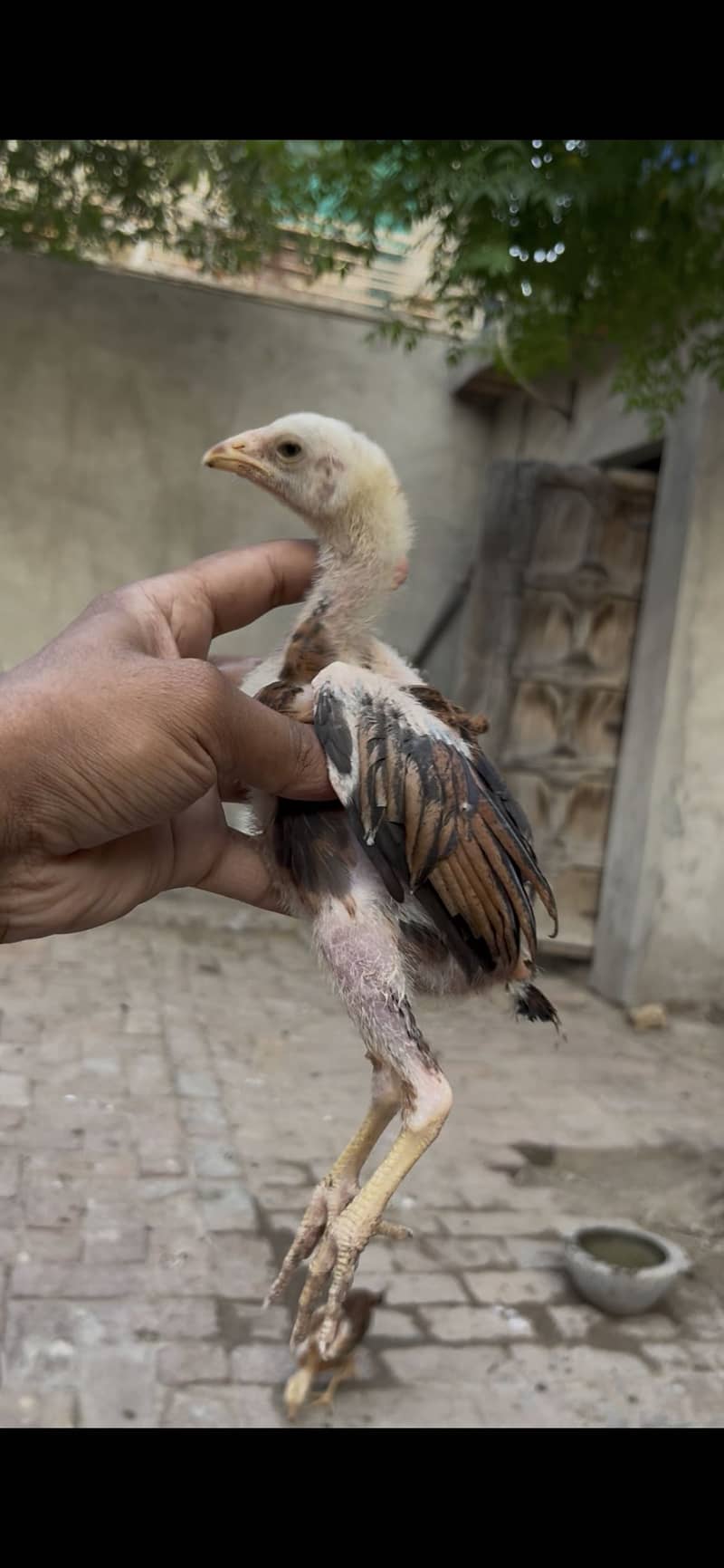 Aseel chicks 4
