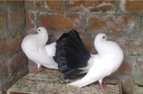 active and healthy pair